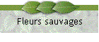 Fleurs sauvages