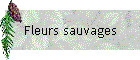 Fleurs sauvages