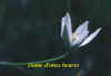 Dame d-onze heures.jpg (42318 octets)