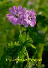 Geranium des Pyr-n-es.jpg (80470 octets)