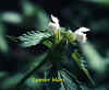 Lamier blanc.jpg (72995 octets)
