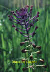Muscari-toupet.jpg (83666 octets)