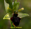 Ophrys araign-e.jpg (87131 octets)