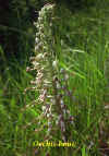 Orchis_bouc.jpg (102532 octets)
