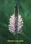Plantain_lanc-ol-.jpg (63610 octets)