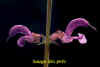 Sauge_des_pr-s.jpg (47054 octets)